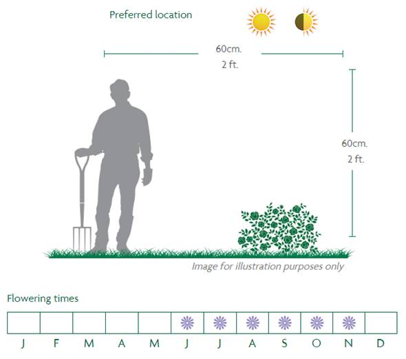 Pink Flower Carpet Location Diagram