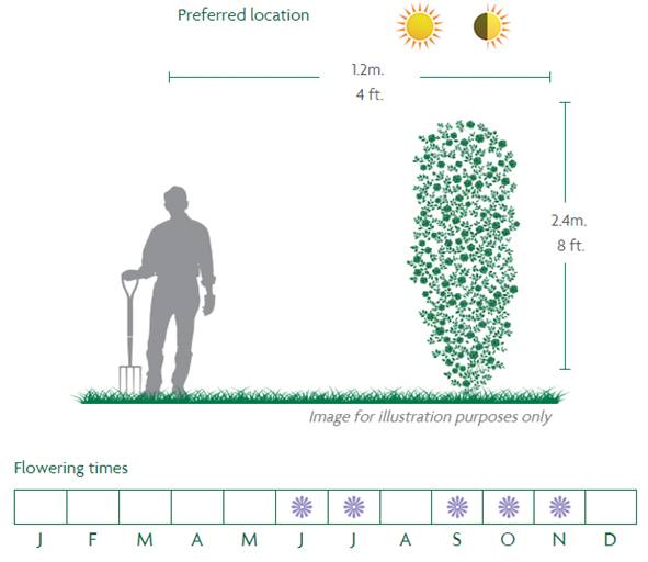 Pippin Location Diagram