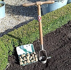 Potato-Planting-110418