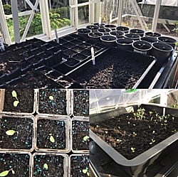 Potting-070220