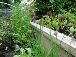 Raised Beds in Basil