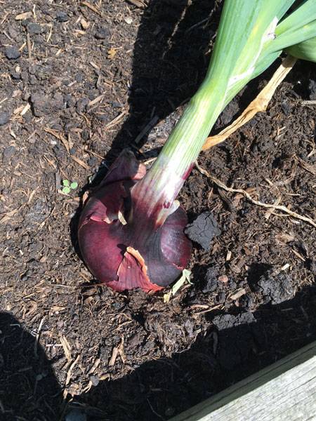 Red Onion - Harrod HQ Garden