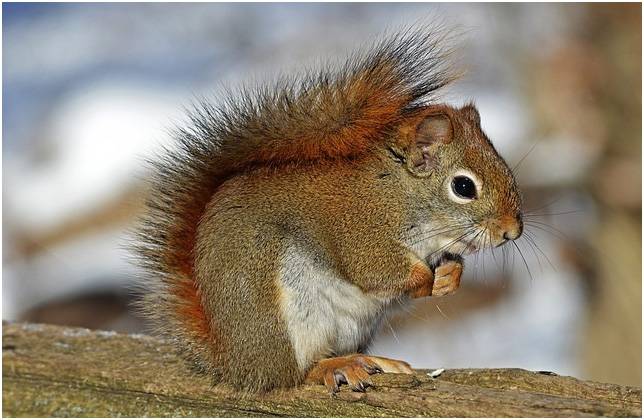 Red Squirrel