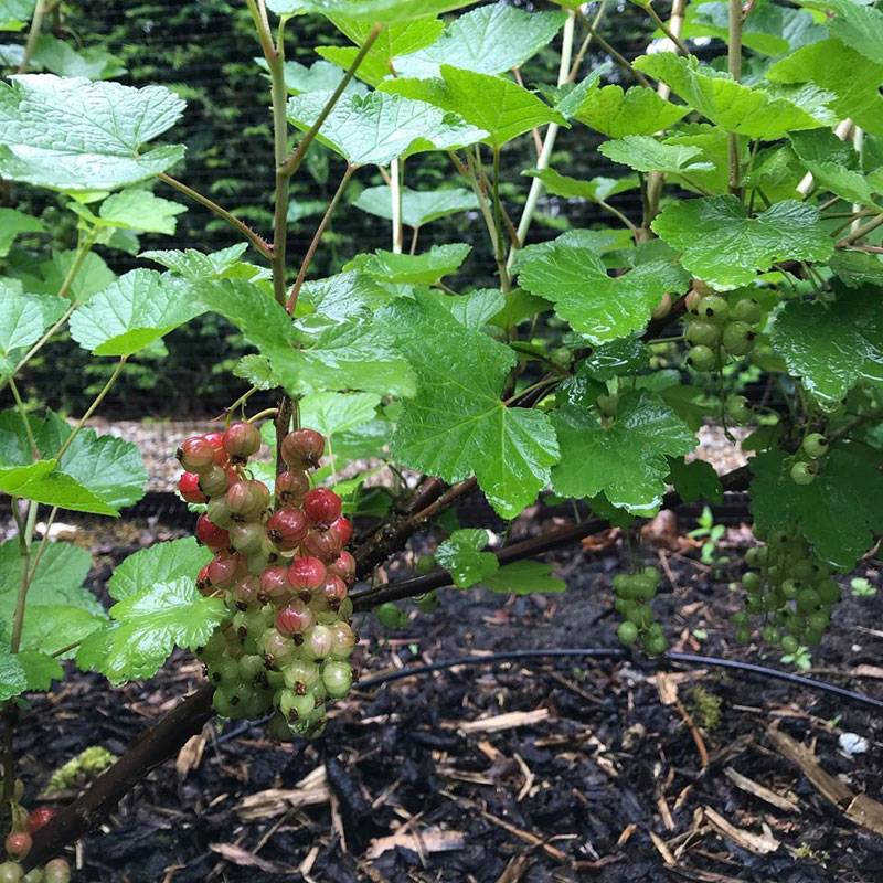 Redcurrants