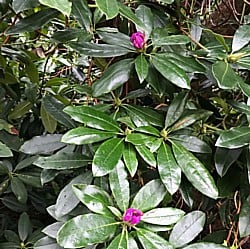 Rhododendrons-050220