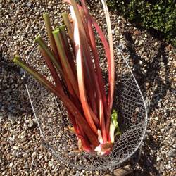 Rhubarb 100417