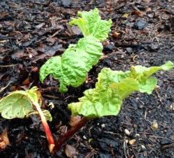 Rhubarb in the Kitchen Garden