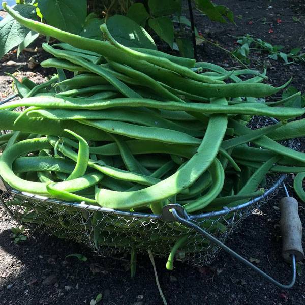 Runner Bean Blog May 2021 4