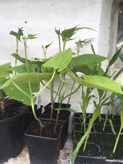 Runner Beans 050517