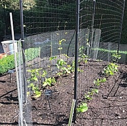 Runner-Beans-210619