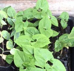 Runner Beans 240516