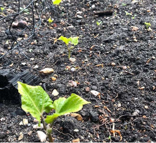 Runner Beans Sprouting