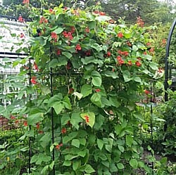 Runner-Beans-in-Flower-130718