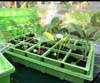 Seedlings in Propagator