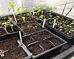 Seedlings-150317