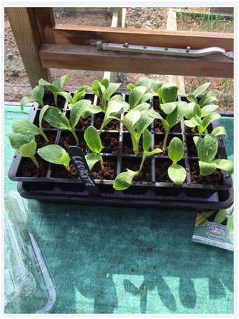 Self Watering Propagator Courgettes