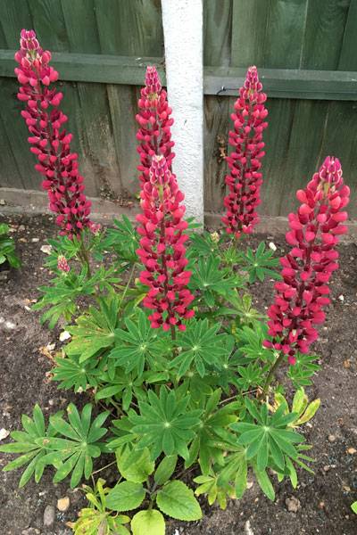 Sheena Lupins