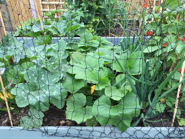 Sheena Raised Bed 2