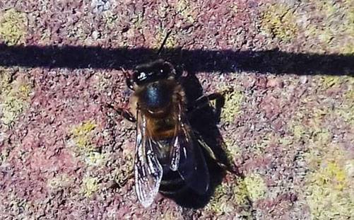 Solitary-Bee2-150219