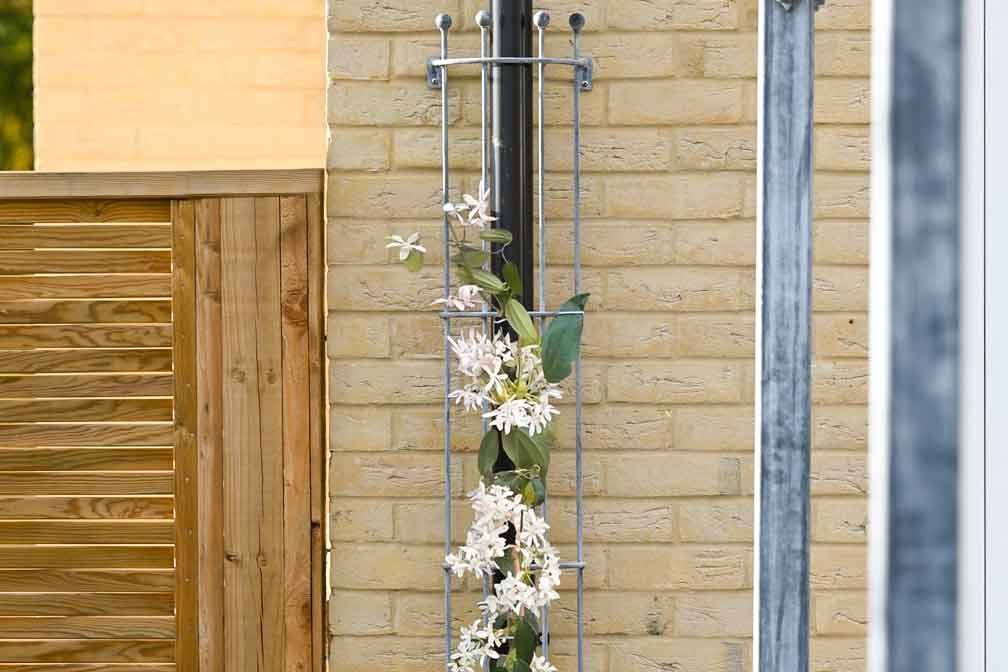 Southwold-Drainpipe-Trellis-1_3093.jpg