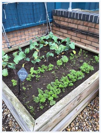 Sprouting Broccoli Thinned Carrots