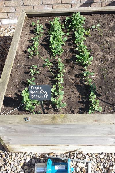 Sprouting Broccoli 1