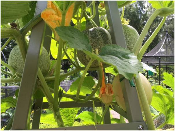 Squashes on Obelisk