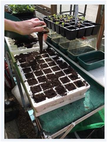 Squash Planting 2