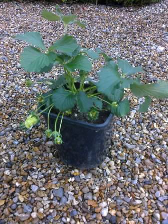 Strawberry Plant 4 weeks on