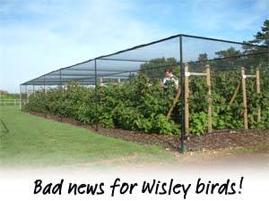 Wisley Steel