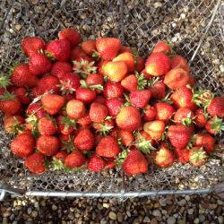 Strawberries-110716