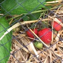 Strawberries 130616