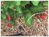 Strawberries on straw