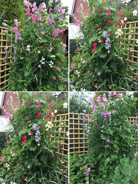 Sweet Peas on Obelisk Collage - Sheena