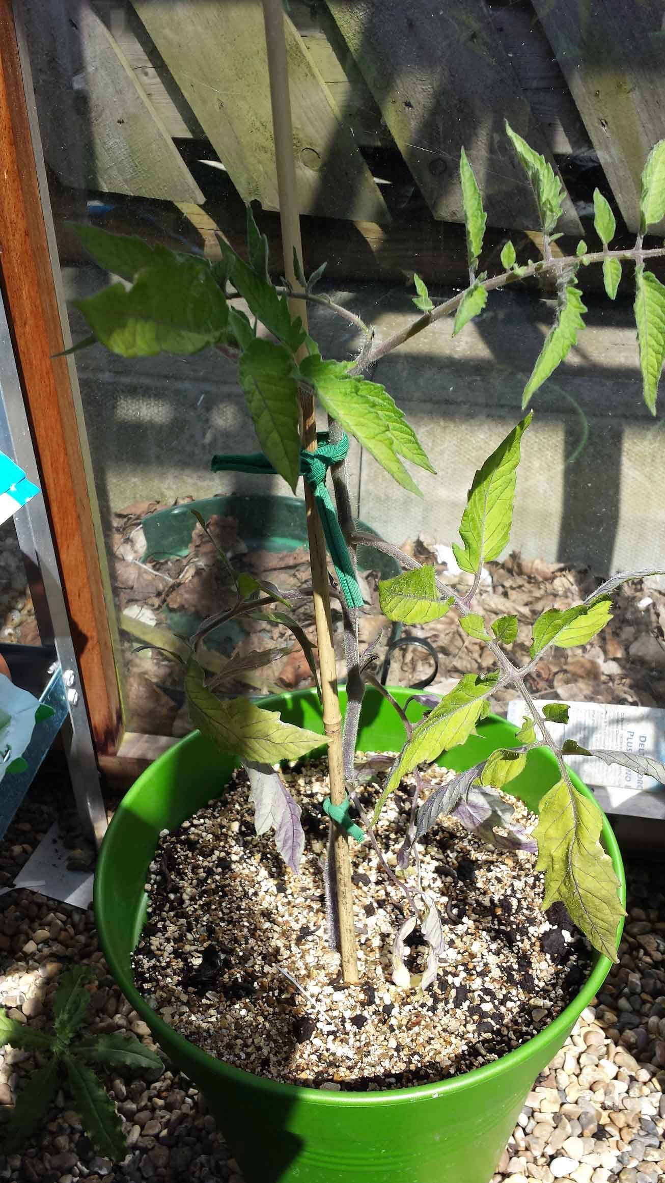 Tomato Plants Greenhouse 1