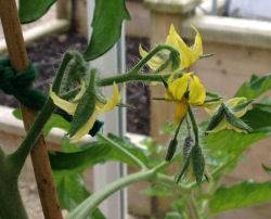 Tomatoe Plants 220416