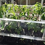 Tomato-Plants-240317