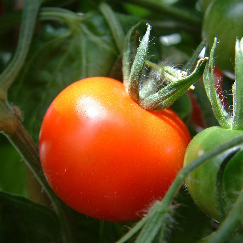 Tomatoes Blog 1