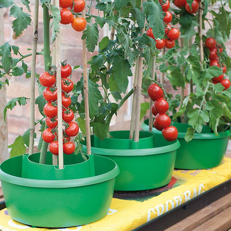 Tomatoes Blog 2