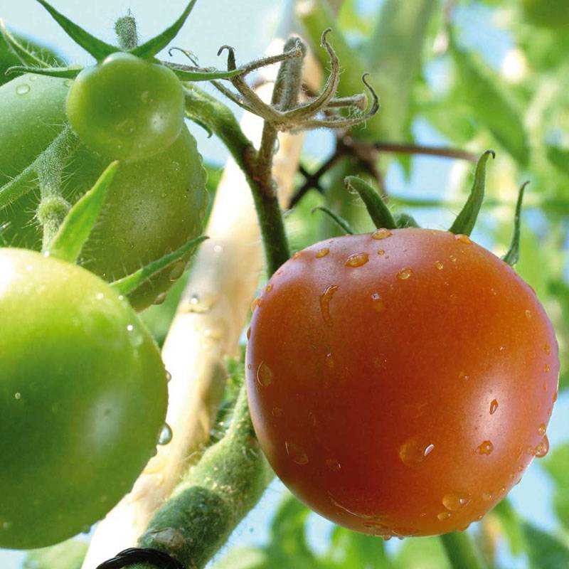 Tomatoes Blog 3
