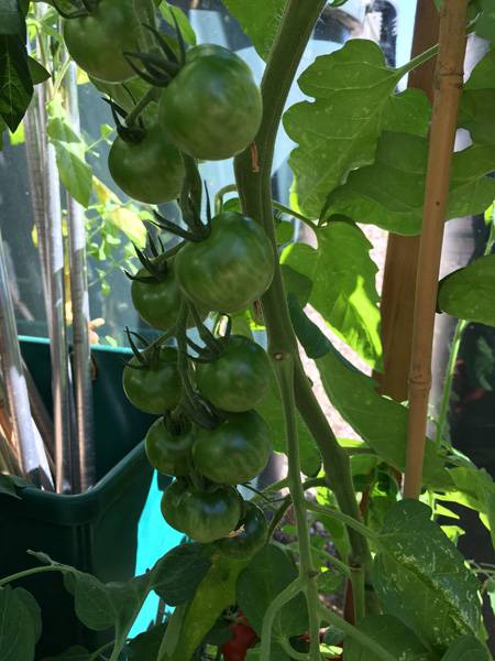 Tomatoes in Greenhouse 2 - Harrod HQ Garden