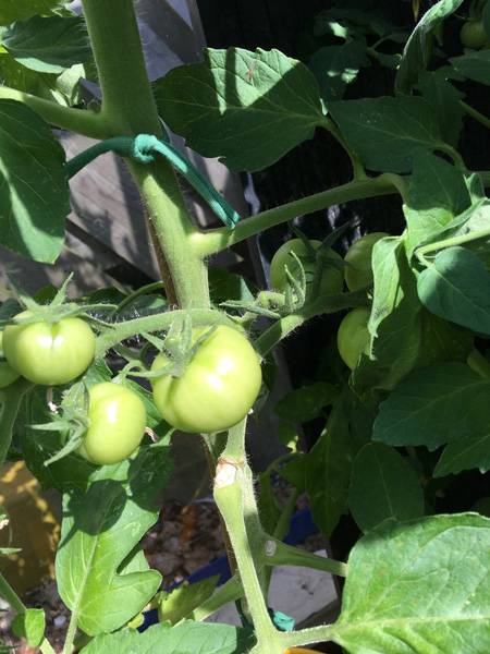 Tomatoes in Greenhouse 3 - Harrod HQ Garden
