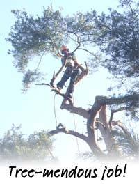 KG Jan 2012 Tree Surgeon