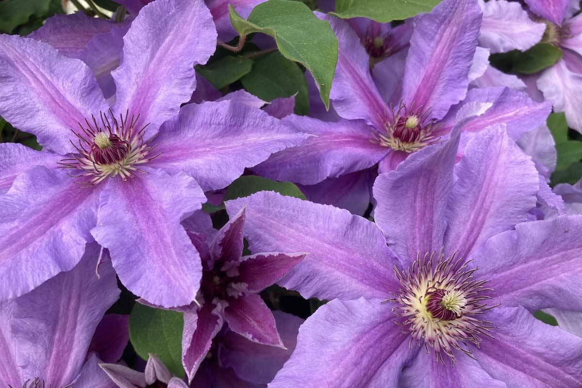 Clematis Tumaini