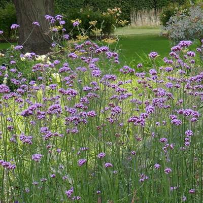 Verbena bonariensis