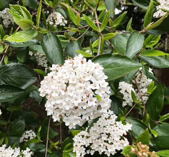 Viburnum