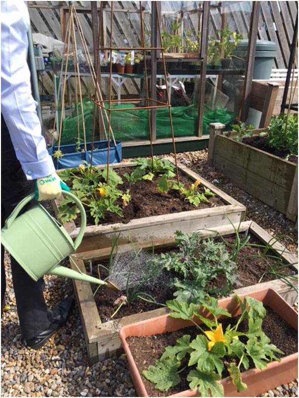 Watering Squash Courgettes 2