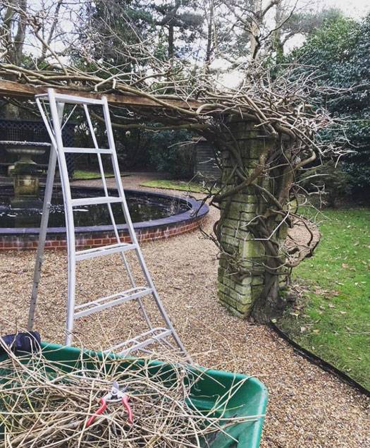 Wisteria Pruning