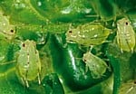 Aphid