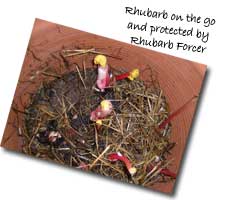 Rhubarb Growing in Forcer